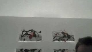 Verifica la tua età