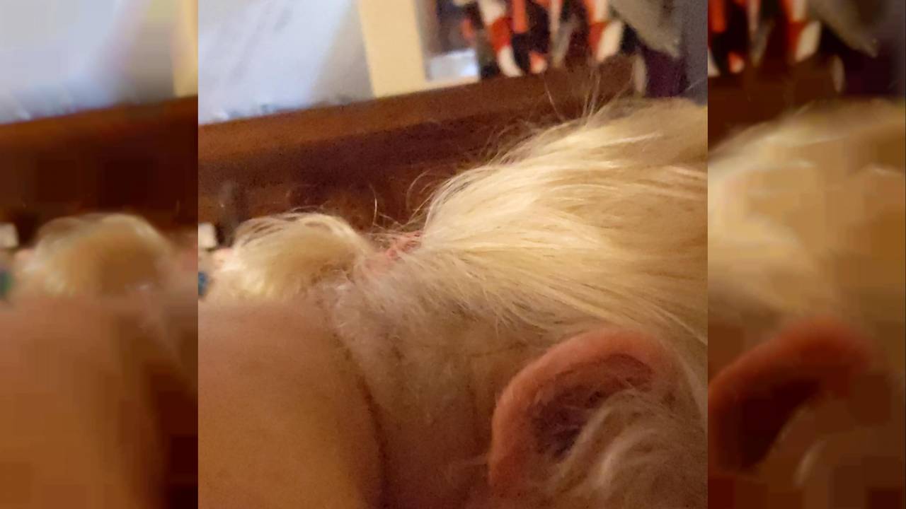 Verifica la tua età