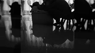 Bella ragazza cinese ottiene un cunni e viene scopato