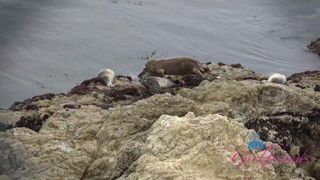 Leana Lovings si fa scopare teneramente e crudentemente in vacanza!